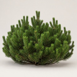Mugo Pine Identification Guide