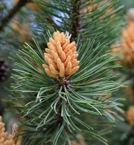 Mugo Pine