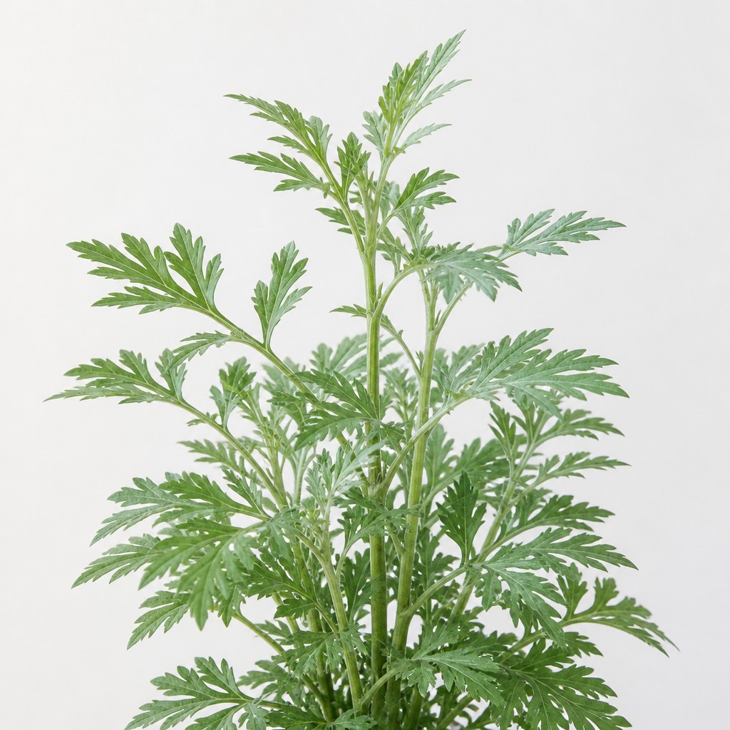 Mugwort
