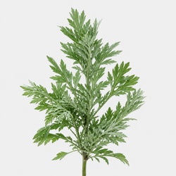 Mugwort Identification Guide