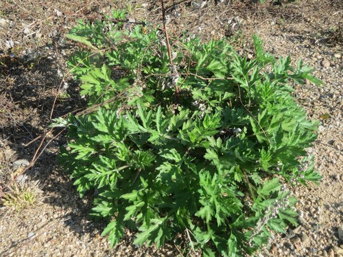 Mugwort