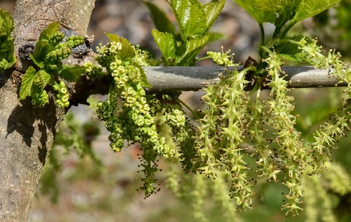 Mulberry Tree