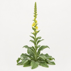 Mullein Identification Guide