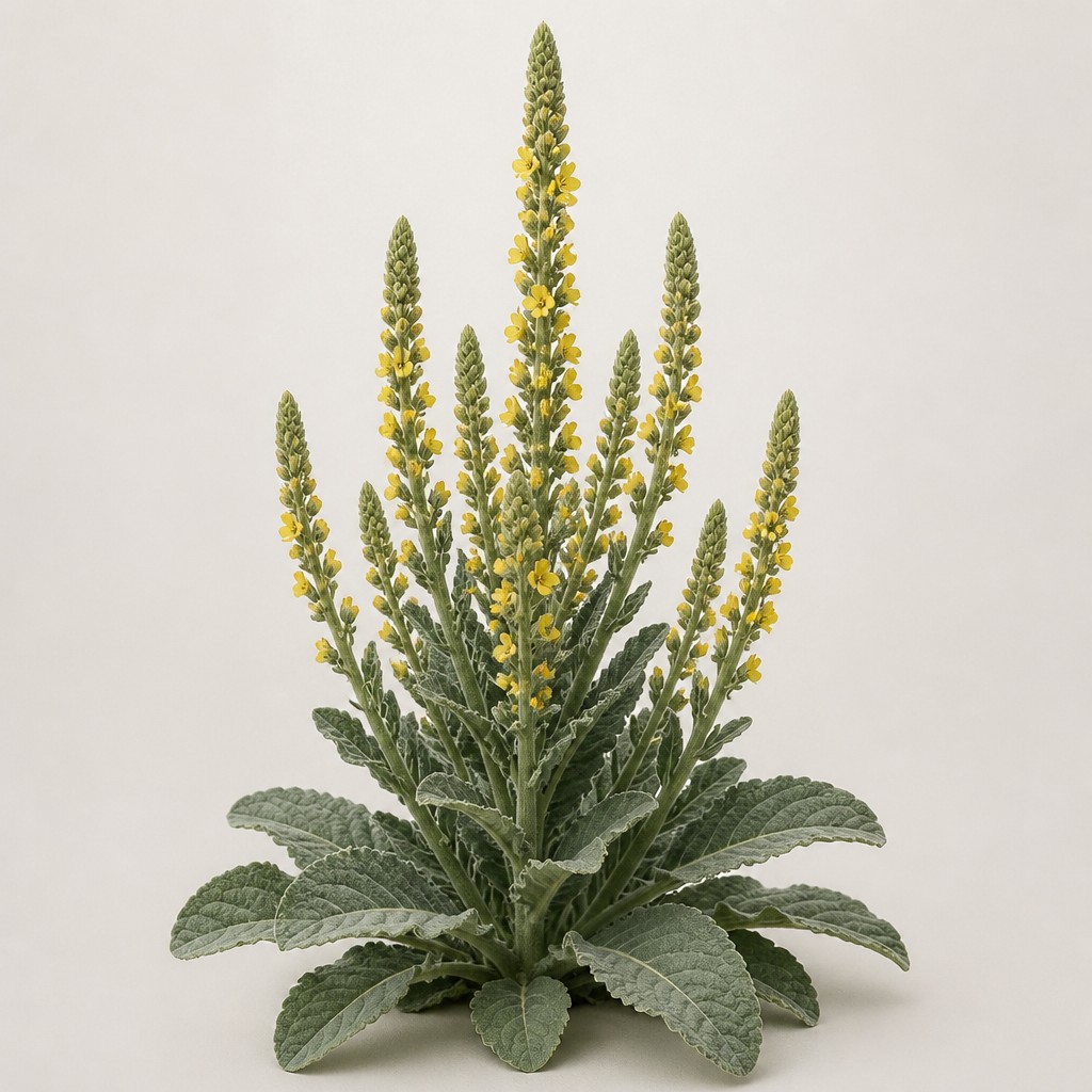 Mullein
