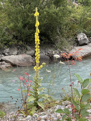 Mullein