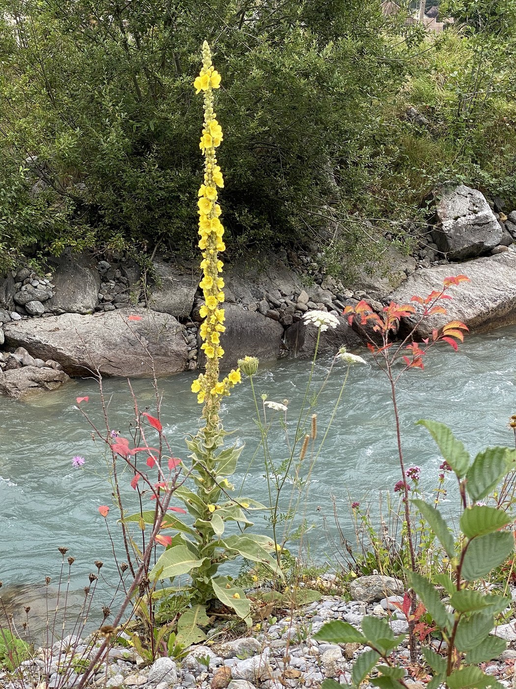 How to Care for Mullein
