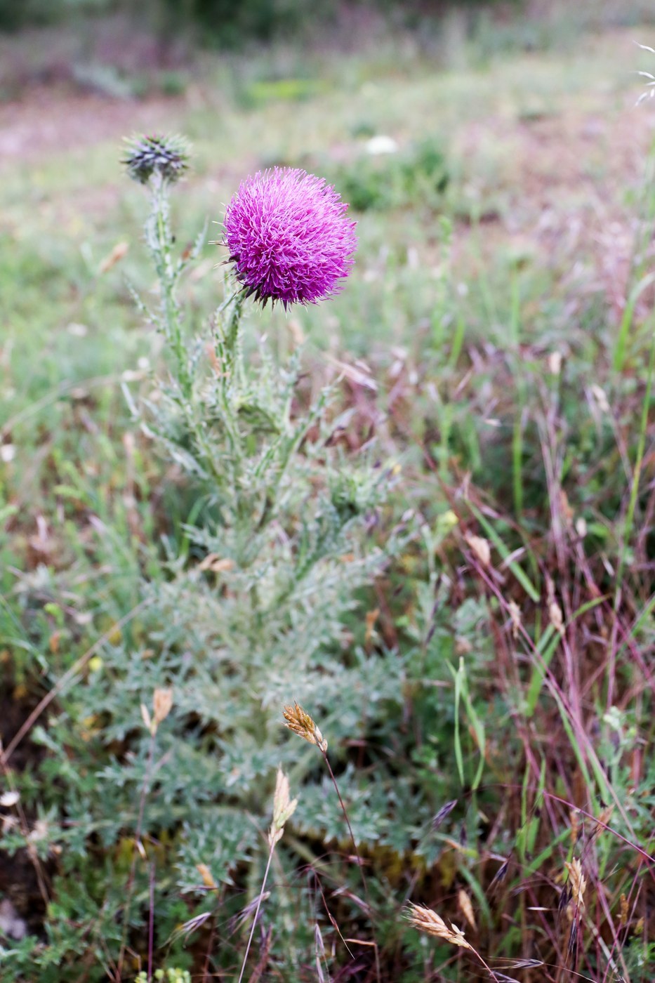 How to Care for Musk Thistle