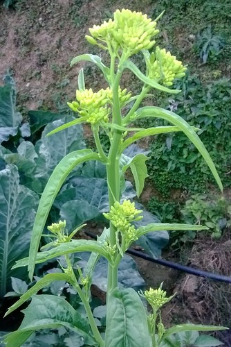 Mustard Greens