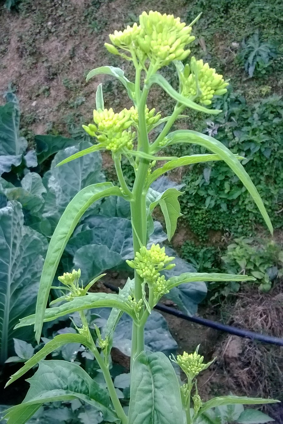 Mustard Greens (Brassica juncea)