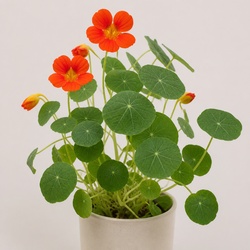Nasturtium Identification Guide