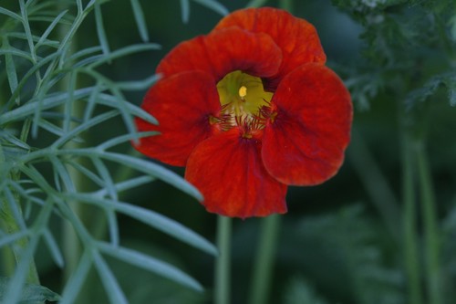 Nasturtium