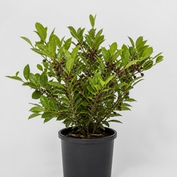 Natal Plum Identification Guide