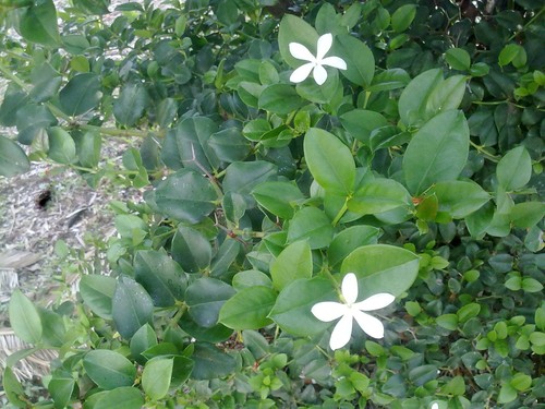 Natal Plum