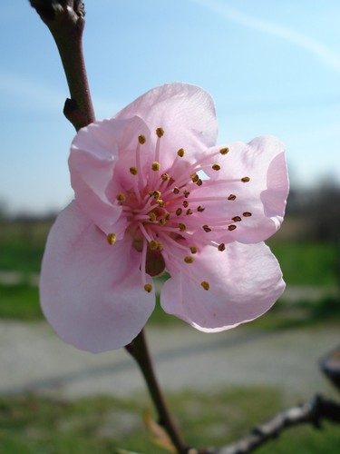 Nectarine Tree