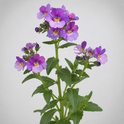Nemesia Identification Guide