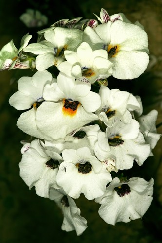 Nemesia