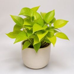 Neon Pothos Identification Guide