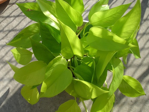 Neon Pothos