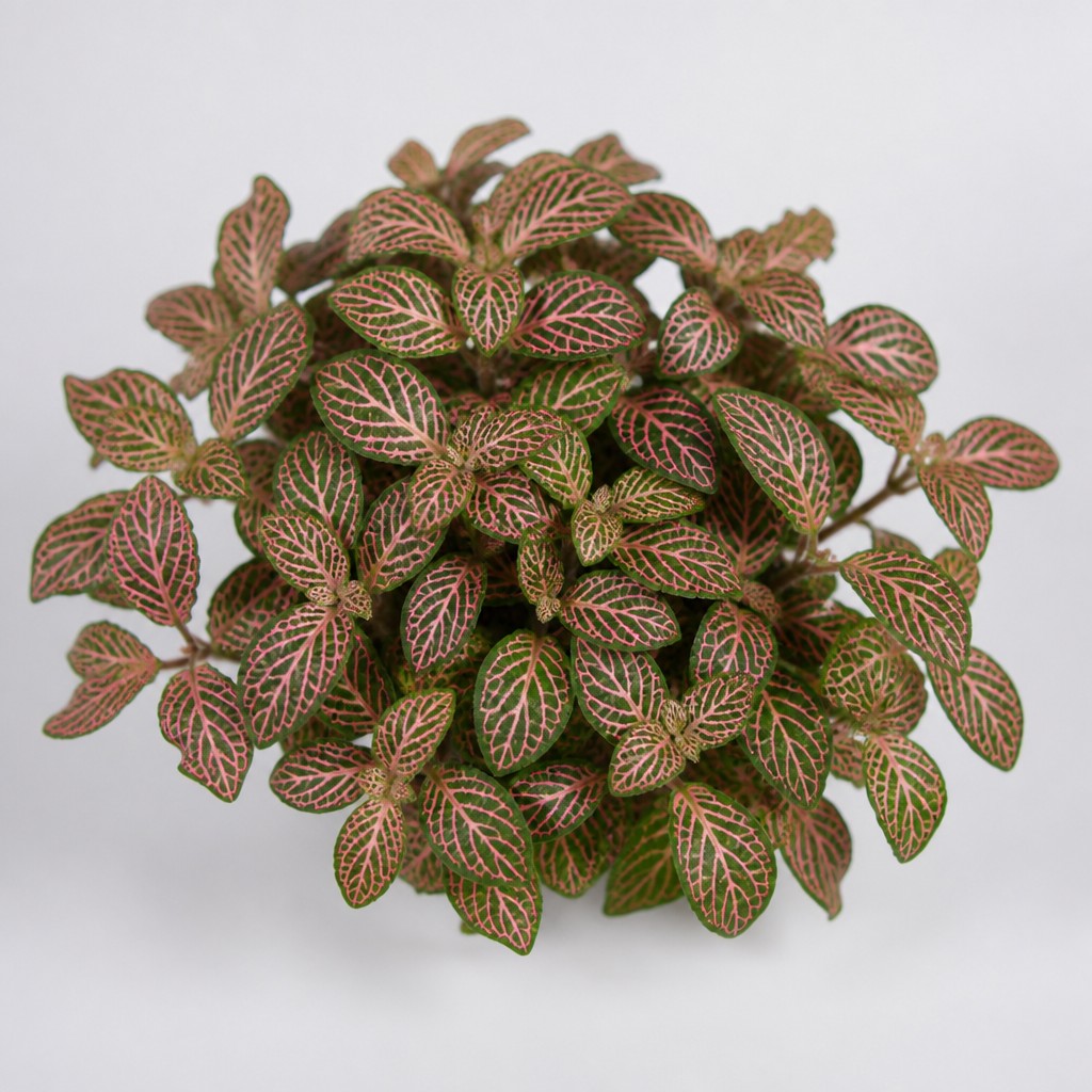 Nerve Plant