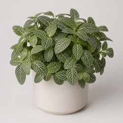 Nerve Plant Identification Guide