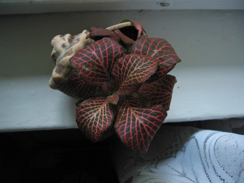 Nerve Plant