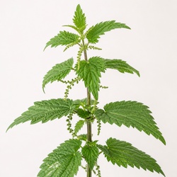 Nettle Identification Guide