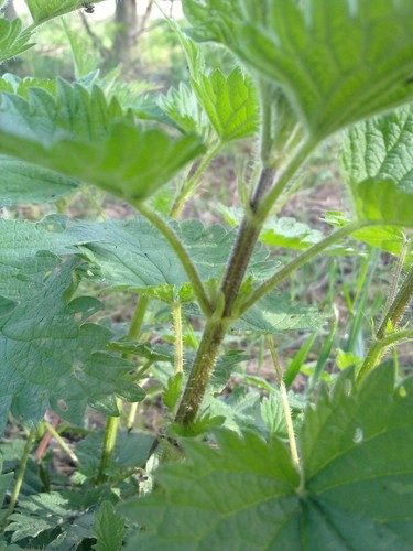 Nettle