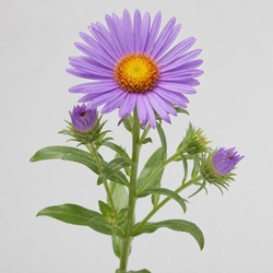 New England Aster Identification Guide