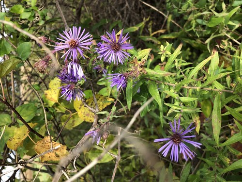 New England Aster