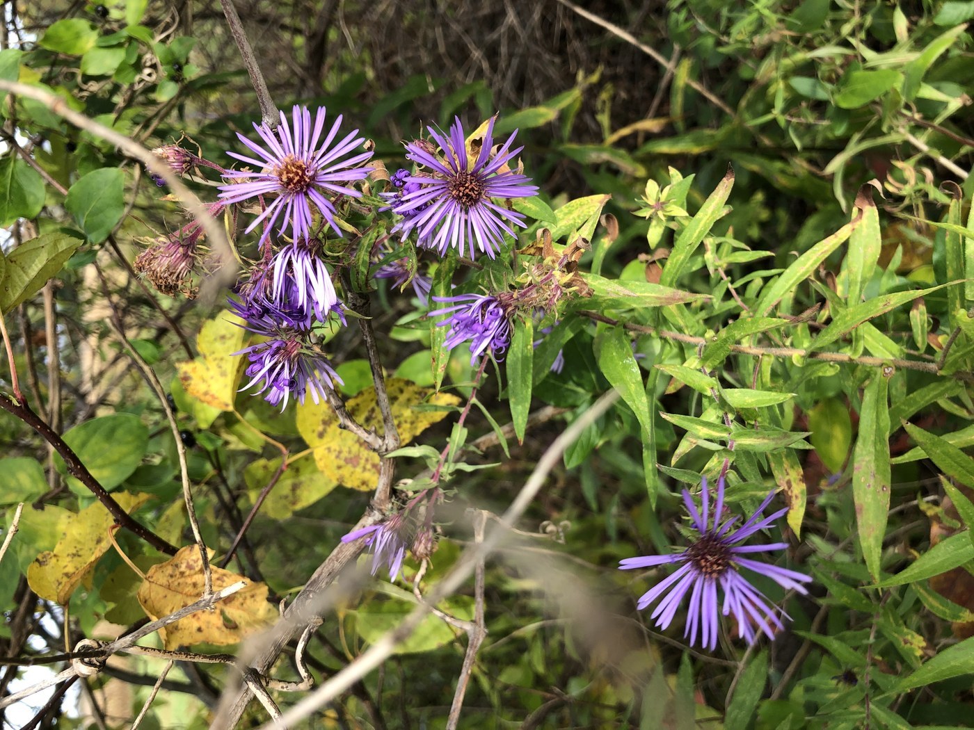 How to Care for New England Aster
