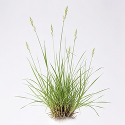 Nimblewill Identification Guide