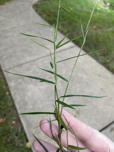 Nimblewill