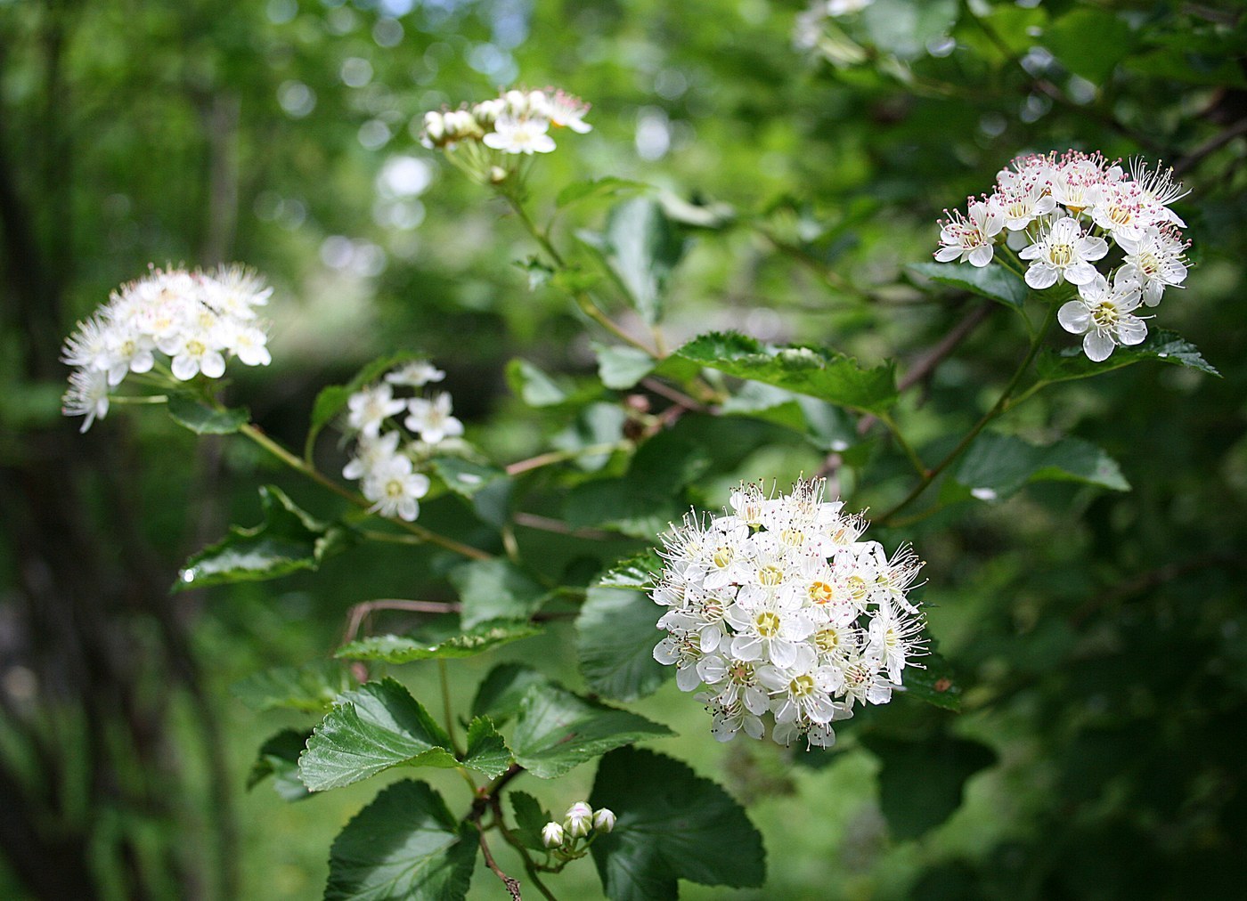 How to Care for Ninebark