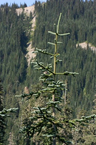 Noble Fir