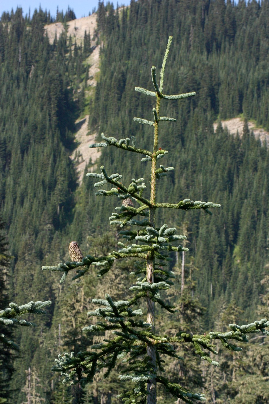 How to Care for Noble Fir