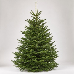 Nordmann Fir Identification Guide