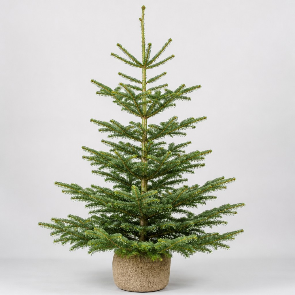 Nordmann Fir