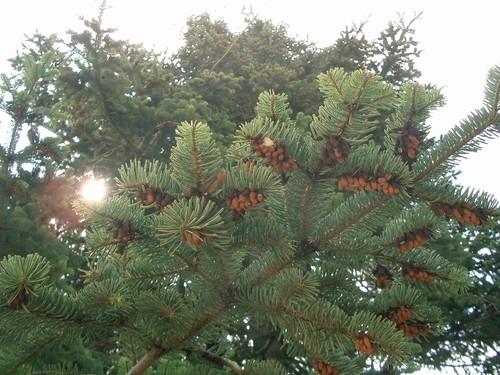Nordmann Fir