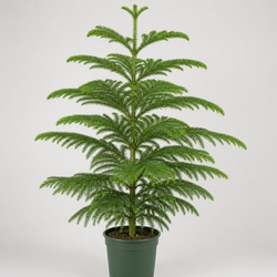 Norfolk Island Pine Identification Guide