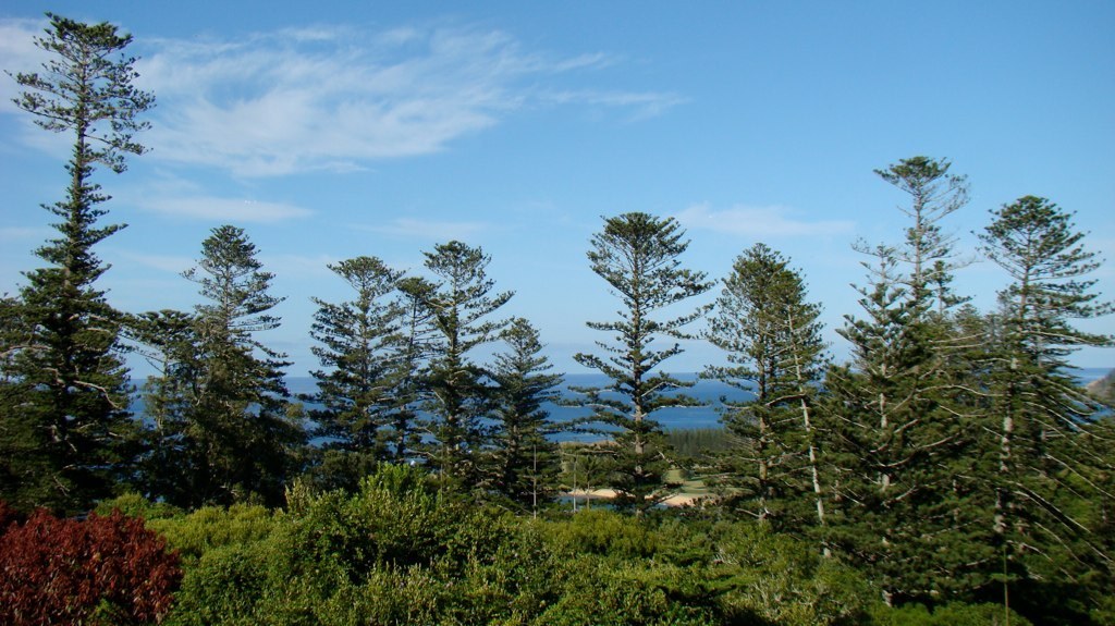 How to Care for Norfolk Island Pine