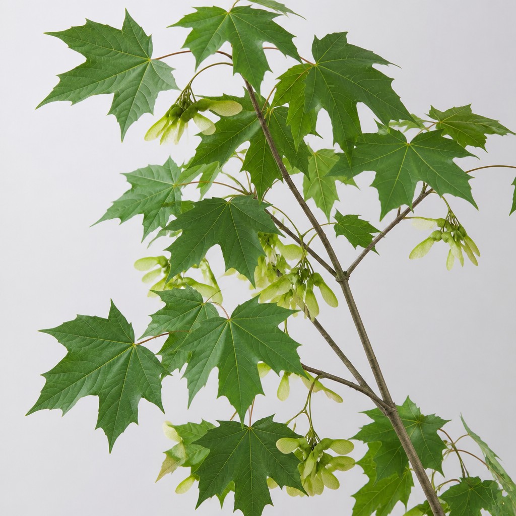 Norway Maple