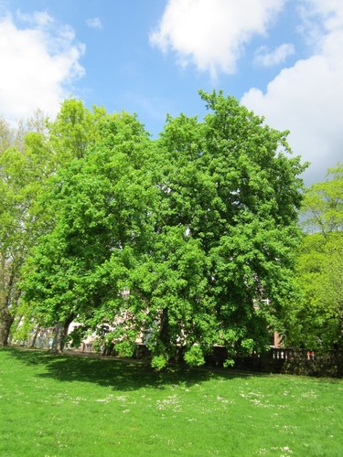 Norway Maple