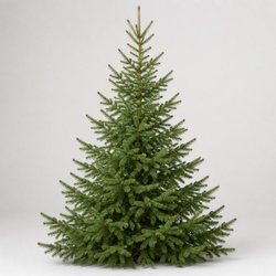 Norway Spruce Identification Guide