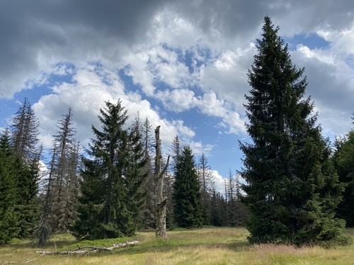 Norway Spruce