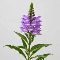 Obedient Plant Identification Guide