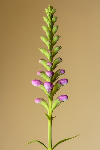 Obedient Plant