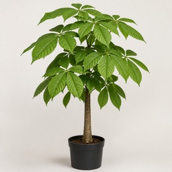 Ohio Buckeye Identification Guide