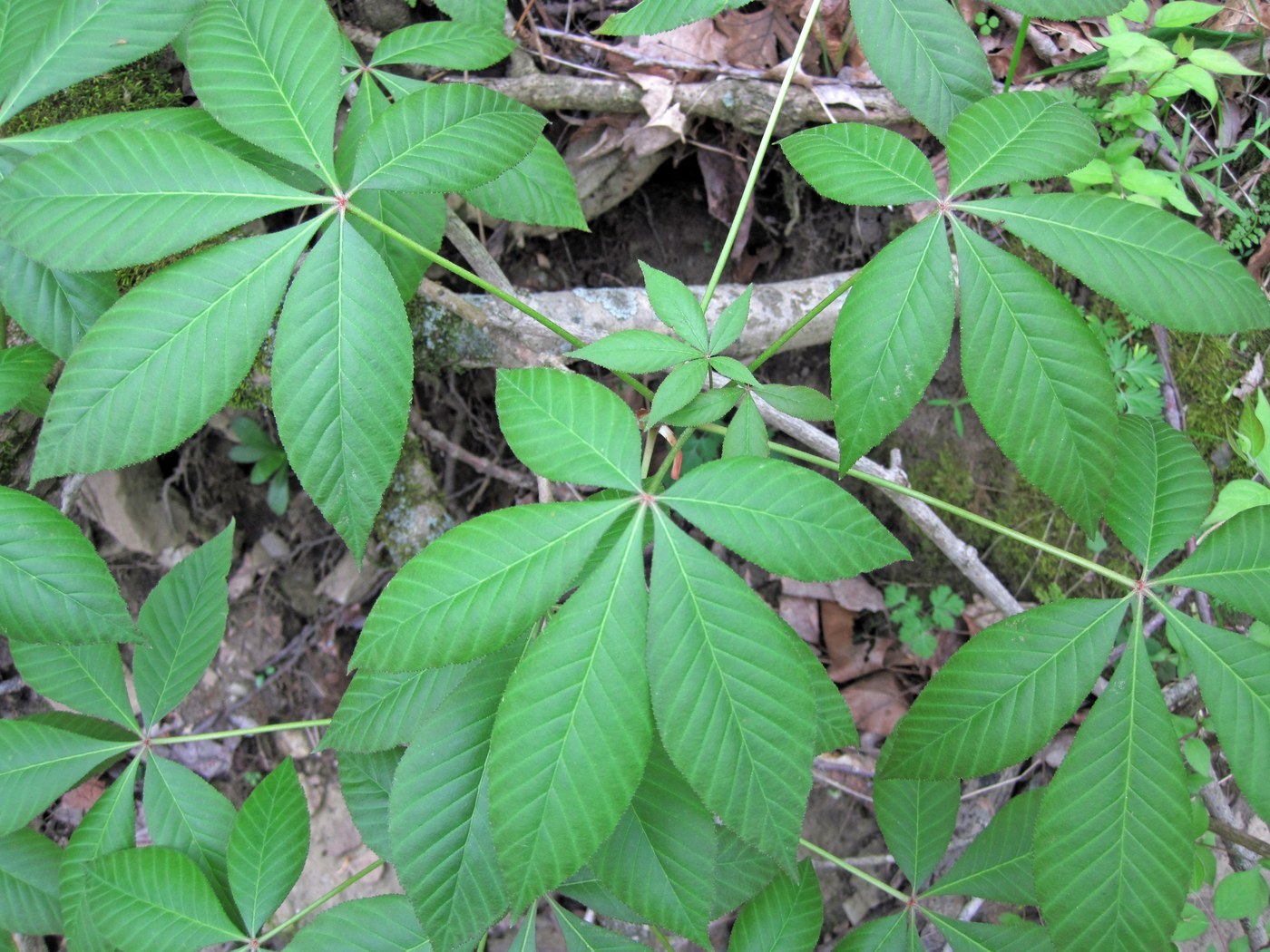 How to Care for Ohio Buckeye