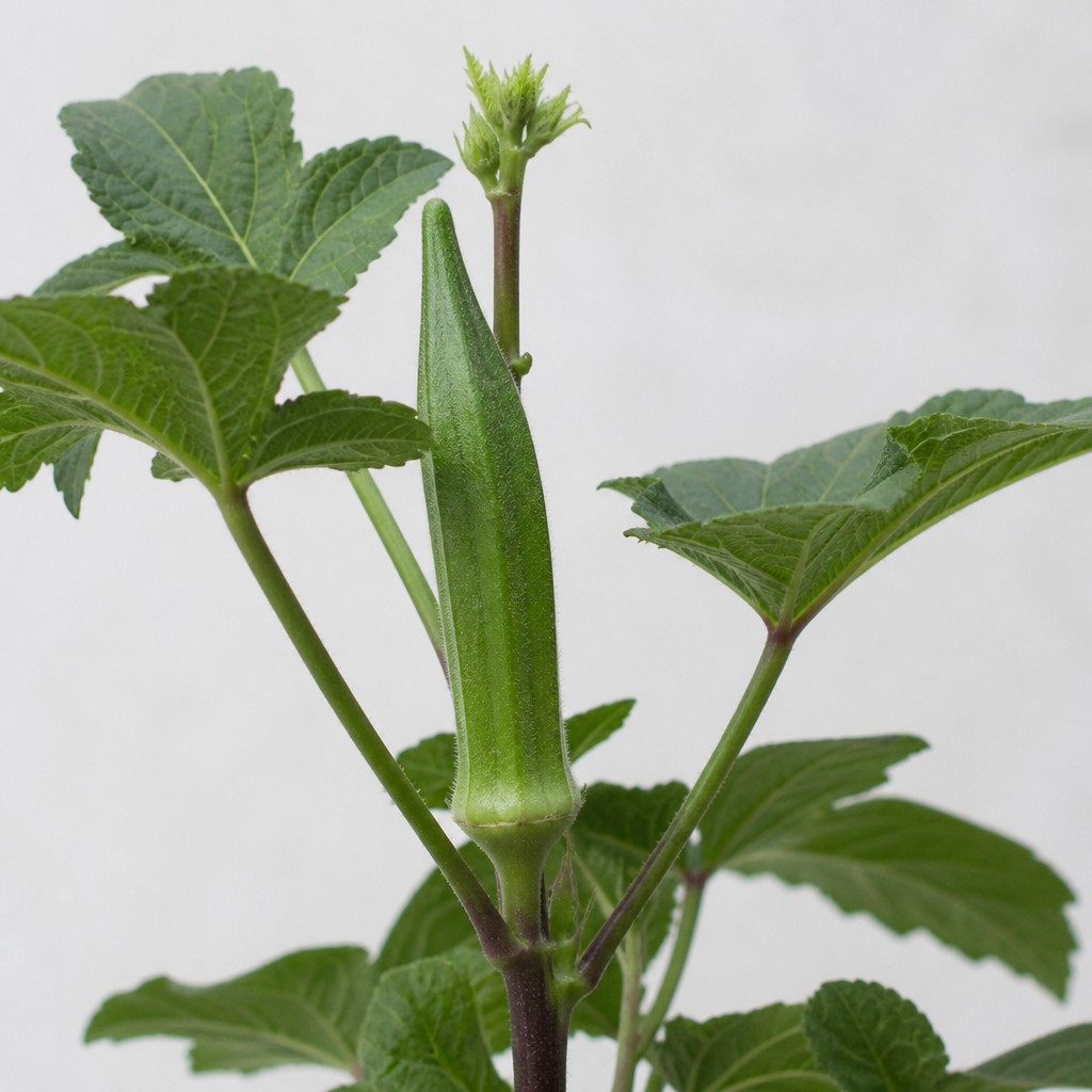 Okra
