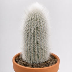 Old Man Cactus Identification Guide